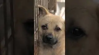 Is your dog bored? 😴