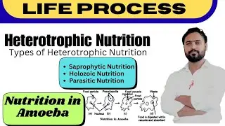 Nutrition in amoeba | Heterophic nutrition | Life processes | Biology Class 10