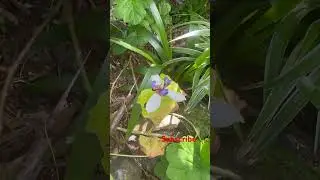 Wild Orchids #orchids #flowers #lys -#daily #shorts