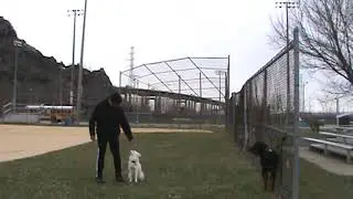 Rosa's K-9 Training (Pomsky Obedience)