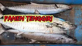 Begini Cara Mancing Tenggiri pakai Umpan Mati di Trolling