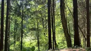 Atmosphere of the forest at home Sounds of nature Атмосфера леса для дома Звуки леса