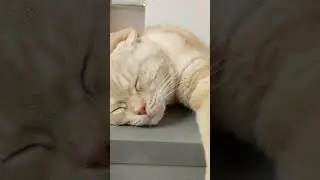 #Просто_Макс... #КотоКафеМао 21 декабря 2025 👆🤣👆