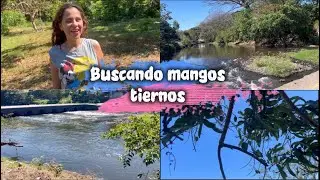 BUSCANDO MANGOS TIERNOS 🥭