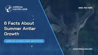 6 Facts About Summer Antler Growth | American Hunting Lease Association