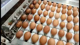 Máquina Clasificadora de huevos 18.000 (egg grading machina) 