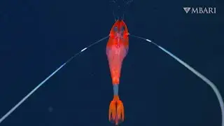 This unique shrimp uses buoyancy to conserve energy in the deep sea