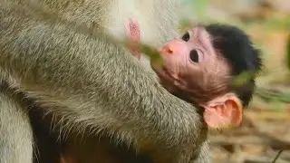 Super adorable new baby of monkey Jane, Monkey Jane gave new birth | Monkey Jane and her new baby