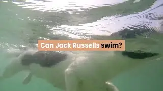 Can Jack Russells Swim?
