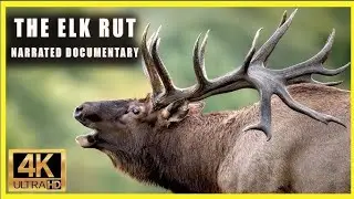 Elk &ndash; The Majestic Giant of the Forest | Wildlife Documentary in 1 Minute