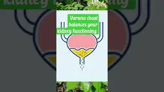 Varuna chaal balances ur urea & creatinine values #ayurveda#health#herbs #ayurvedictreatment #kidney