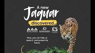 A new jaguar has been discovered in Pacuare Reserve 🐆