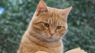 Кот жадно ест | Greedy Cat Eating 😼