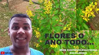#tri&aacute;lis #Galphimiabrasiliensis Tri&aacute;lis como cultivar
