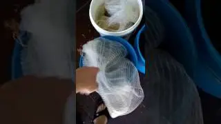 Tim wade cast net review owned em 25 years