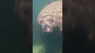 Meet the Adorable North American Manatee