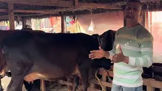￼ supplement for #pregnant cow!! #sharmadairyfarm