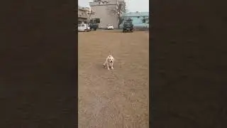 Labrador - Buddy practicing Catch day 2