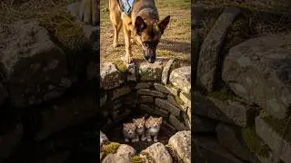 Brave K9 Hero Saves 3 Cats Stuck in a Well#AnimalLovers#feelgoodstory#viralvideo#herodog
