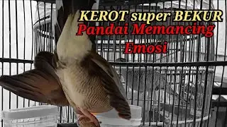 Suara perkutut lokal gacor NGEROT super Bekur ini Paling pintar membuat perkutut lain Bunyi Emosi