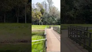 calmness 🌿#peaceful♡#spring #japan #fypyoutube #the beauty of nature