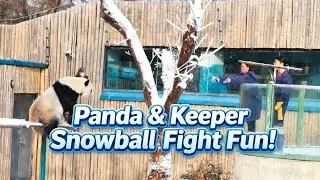 Panda & Keeper Snowball Fight Fun! #panda #熊猫 