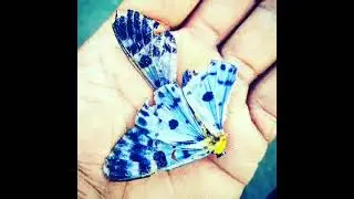 my insects and butterfly collection..🦋🦋🦋🦋🕷🕷🕷🕷