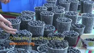 Contra Costa Certified Farmers' Market: Orinda