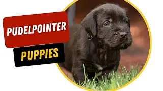 Pudelpointer Puppies: Your New Adventure Buddy Awaits!