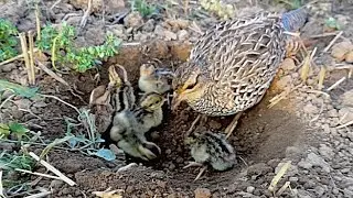 Black Partridge baby feeding | kala teetar chicks