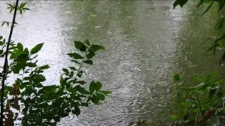 Relaxing Village Pond Rain Sound | 10 Hours Rain On The Water For Relaxation and Night Sleeping