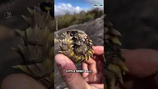 Шар шипов | Броненосец-поясач 🦎