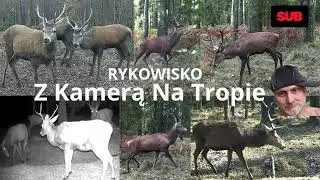 Rykowisko jeleni nadleśnictwo Koszęcin
