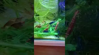 😍Baby shrimps everywhere🥰#petshrimp #redcherryshrimp #shorts