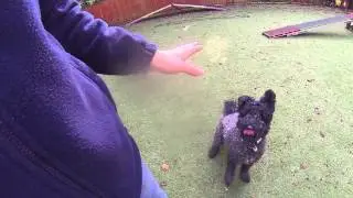 Dotty working offlead on the flield with distractions