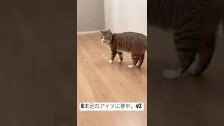 Obsessed with the One with Eight Legs #3     　#ちる #猫 #cat #cutecat #meow #asmr #chiru #chiru_the_cat
