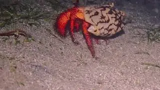 Red Hairy Hermit Crab (Dardanus megistos) of Pagkilatan