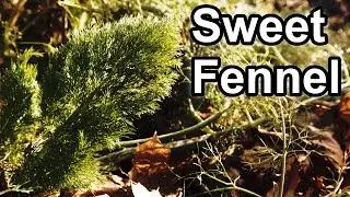 Sweet fennel...Garden Friend or Foe?