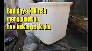 Budidaya killifish pake box es krim apa bisa ???