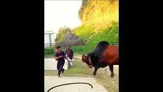 Fighting with a big COW! Aggressive look and try to kill hum!