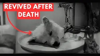 The Soviet Experiment That Tried to Bring the Dead Back to Life