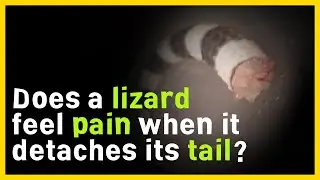 Tail Autotomy in Lizards: A Fascinating Adaptation for Escape and Regeneration