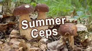Mushroom Foraging - July 2022 - Summer cep, Boletus reticulatus, Boletus aestivalis, Funghi porcini