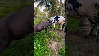 Buffalo x Bull fight 😱#bull #buffalo #fight