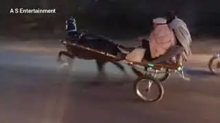 Nazar Gul Peshawar Horse Race 2021 NorGul Baba Gani Pakistani Tonga Racers Official