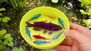Catch colorful fish in mini house and mini pond#fishing #fish #minipond