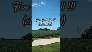 How tall is the corn? 🌽 #backyard #iowa #nature #farming #corn #silly