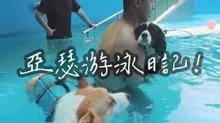 【裴裴Vlog】黏ＴＴ！帶亞瑟去游泳！台北狗狗游泳池