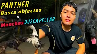 As&iacute; ENTRENE a Panther para encontrar OBJECTOS y ser el mejor AMIGO de un PATO // VLOG 