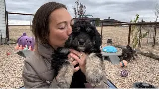 Our Available Standard F2 Bernedoodles and WHY they came back
